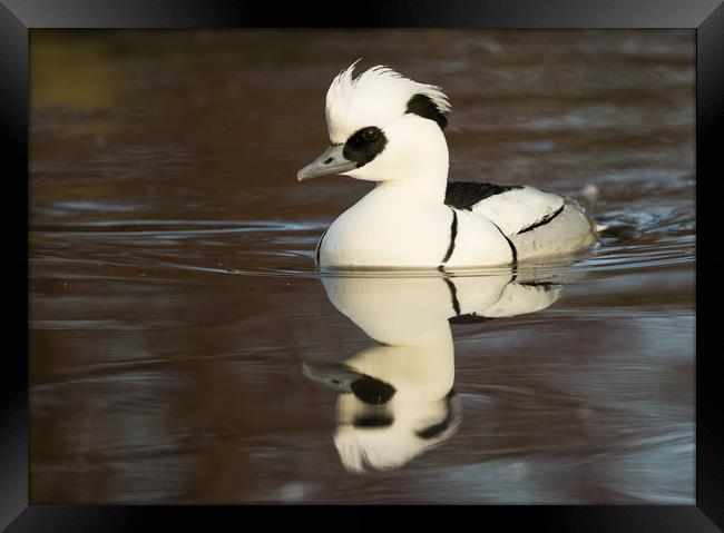 Reflected Smew (landscape format) Framed Print by Sue Dudley