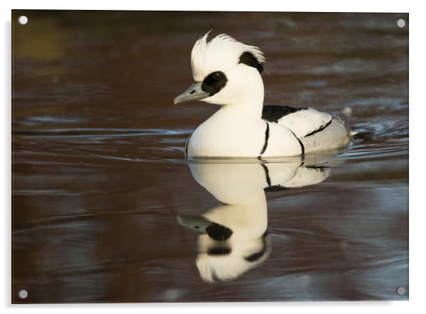 Reflected Smew (landscape format) Acrylic by Sue Dudley