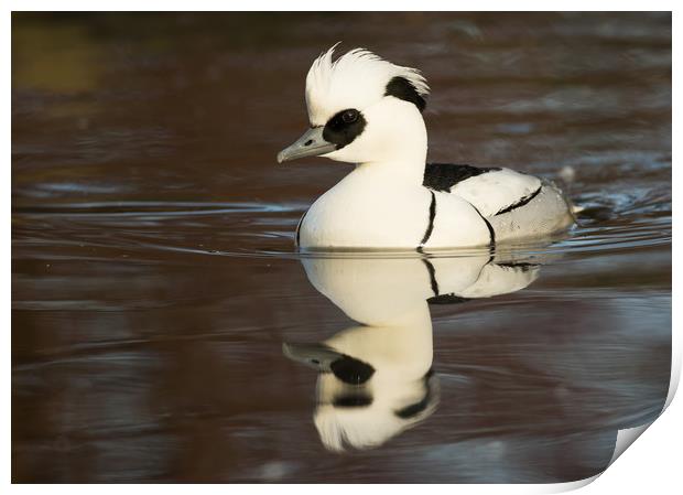 Reflected Smew (landscape format) Print by Sue Dudley