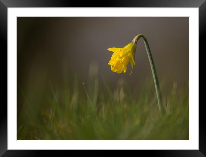 Lone Daffodil Framed Mounted Print by Sue Dudley