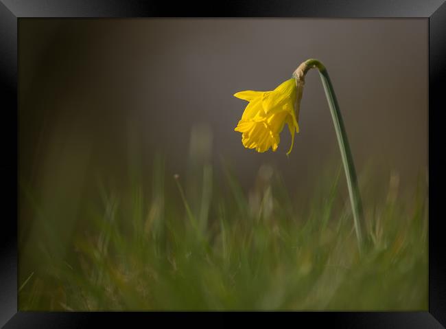 Lone Daffodil Framed Print by Sue Dudley