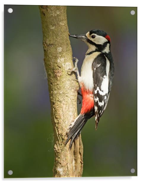 Spring Woodpecker Acrylic by Sue Dudley