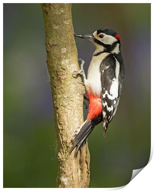 Spring Woodpecker Print by Sue Dudley