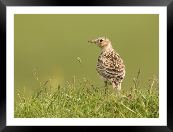 Watchful Lark Framed Mounted Print by Sue Dudley