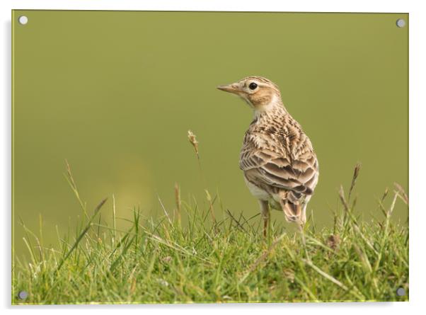 Watchful Lark Acrylic by Sue Dudley