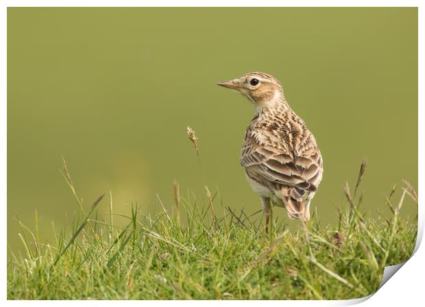 Watchful Lark Print by Sue Dudley