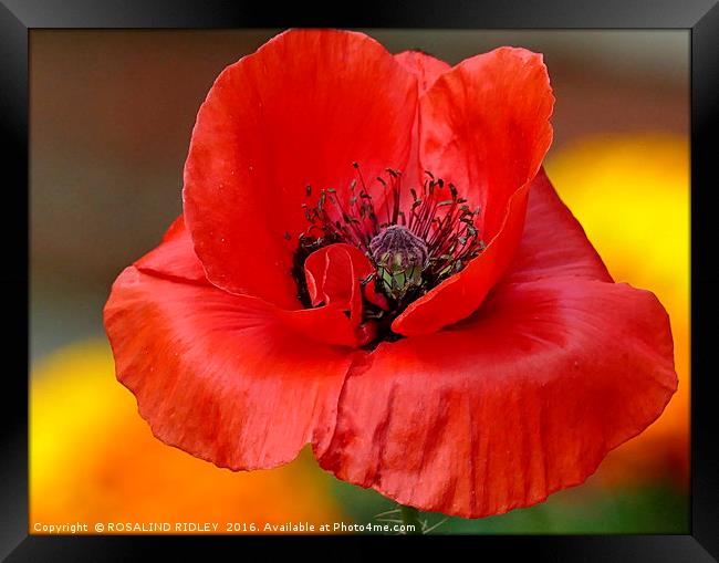 "POPPY IN THE MARIGOLDS" Framed Print by ROS RIDLEY