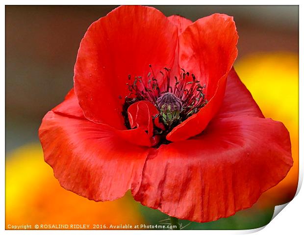 "POPPY IN THE MARIGOLDS" Print by ROS RIDLEY