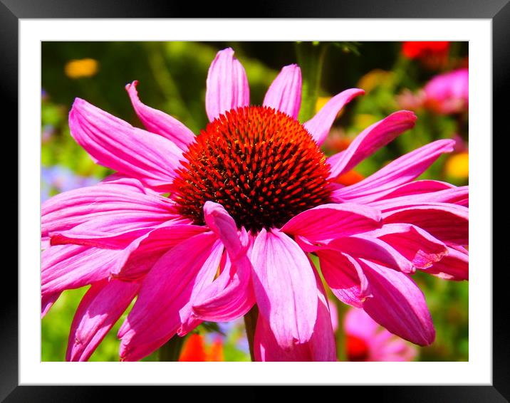 Pink Paradise Framed Mounted Print by Eleanor McCabe