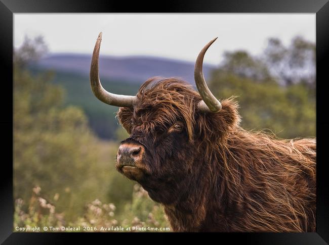 Here's looking at you Framed Print by Tom Dolezal