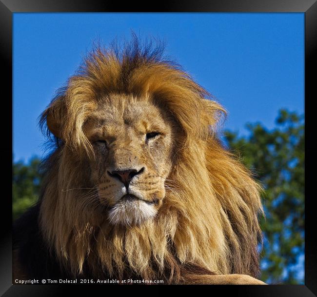 Majestic lion. Framed Print by Tom Dolezal