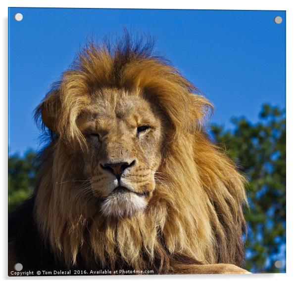 Majestic lion. Acrylic by Tom Dolezal
