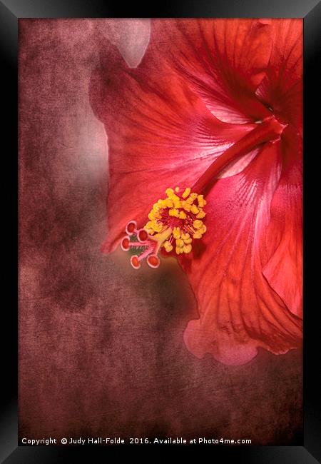 Dropping In Framed Print by Judy Hall-Folde