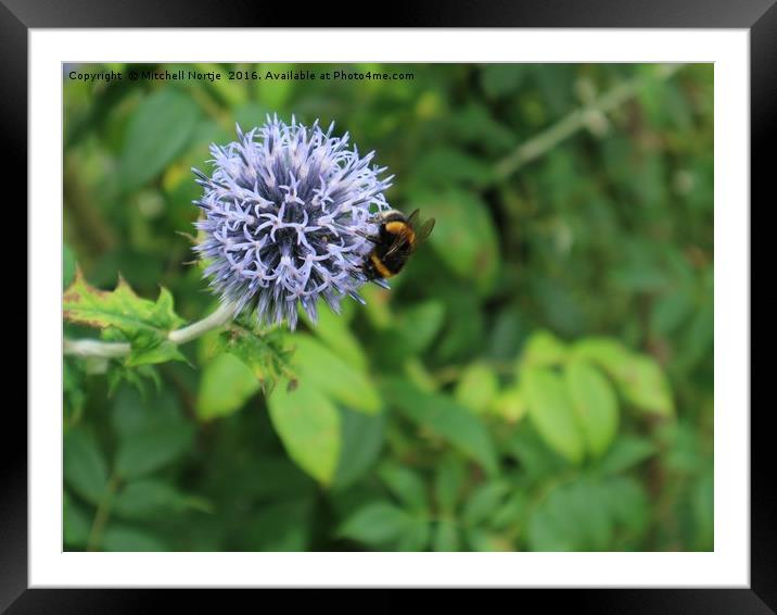 Flower with Bumblebee  Framed Mounted Print by Mitchell Nortje