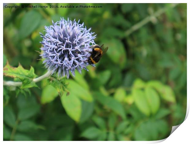 Flower with Bumblebee  Print by Mitchell Nortje
