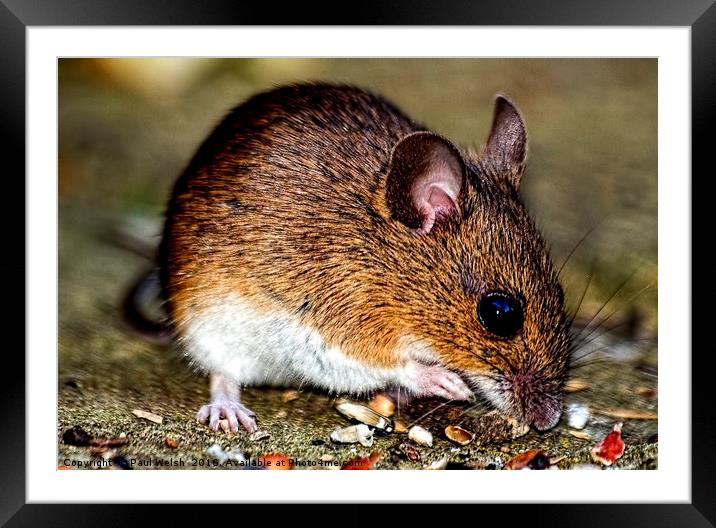 Woodmouse Framed Mounted Print by Paul Welsh