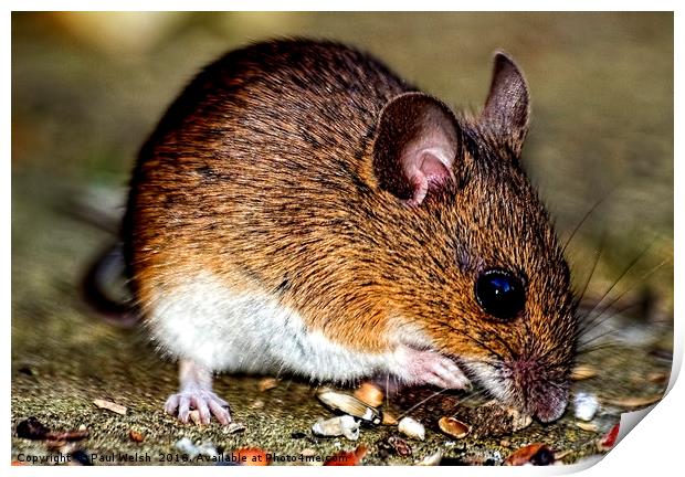 Woodmouse Print by Paul Welsh