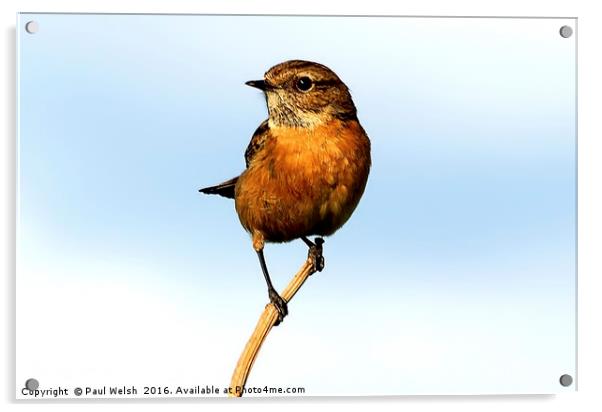 Stonechat Acrylic by Paul Welsh