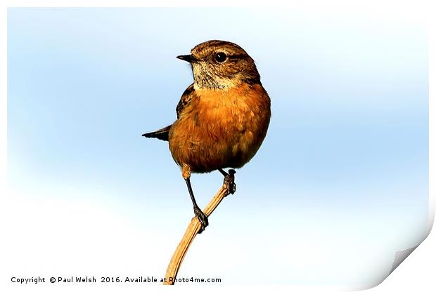 Stonechat Print by Paul Welsh
