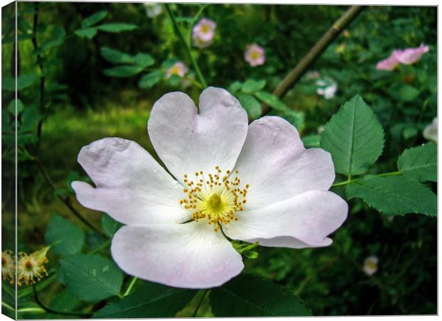 Dog-rose Canvas Print by Igor Krylov