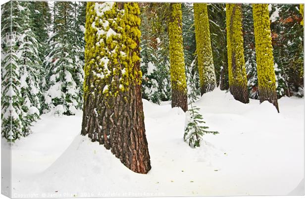 Winter Wonderland of Badger Pass in Yosemite Natio Canvas Print by Jamie Pham