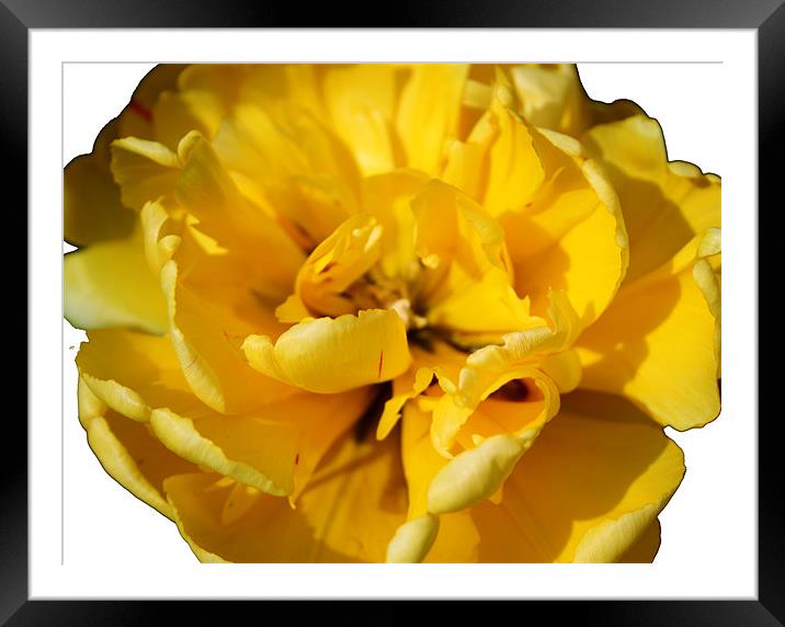 Yellow Tulip Framed Mounted Print by Peter Elliott 