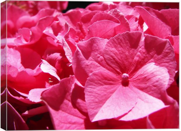Pink Hydrangea Canvas Print by Mary Lane