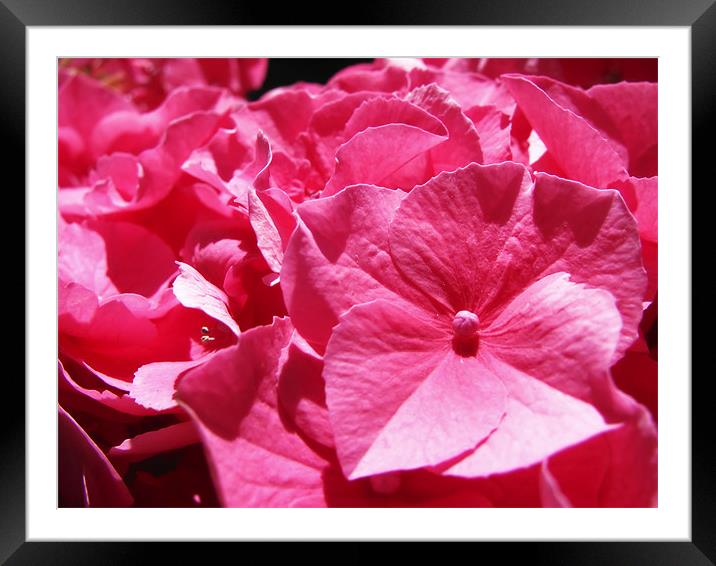 Pink Hydrangea Framed Mounted Print by Mary Lane