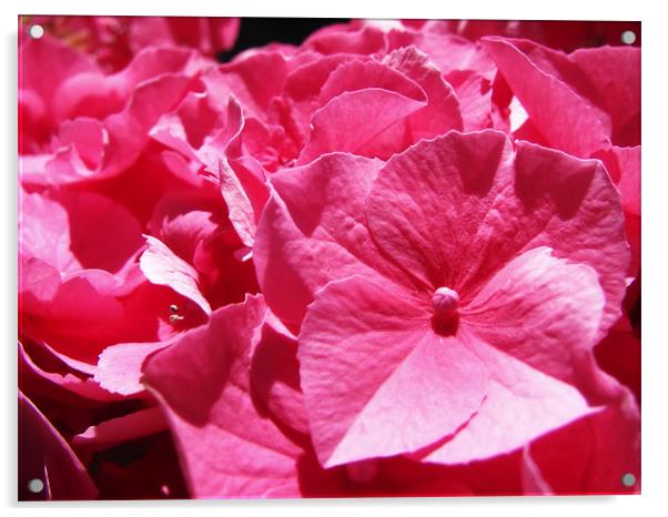 Pink Hydrangea Acrylic by Mary Lane