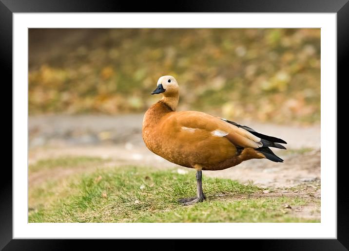 Wild duck. Framed Mounted Print by Valerii Soloviov