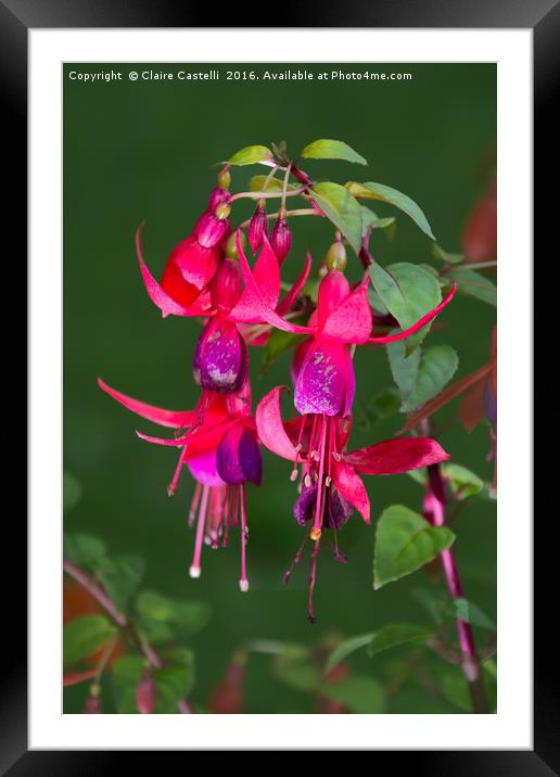 Fuchsia Framed Mounted Print by Claire Castelli