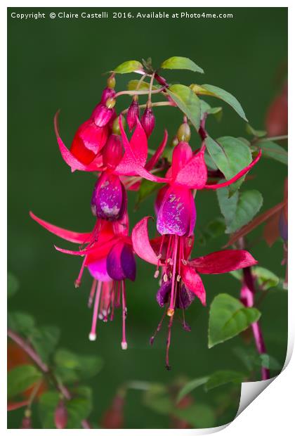 Fuchsia Print by Claire Castelli