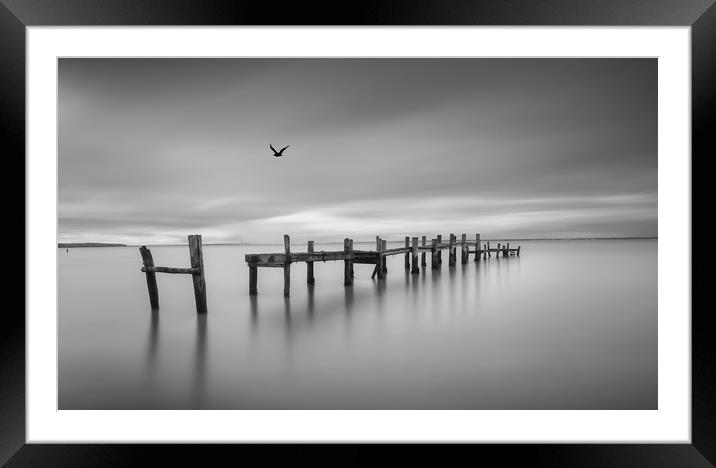 Bird On The Wing Framed Mounted Print by Wight Landscapes