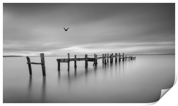Bird On The Wing Print by Wight Landscapes