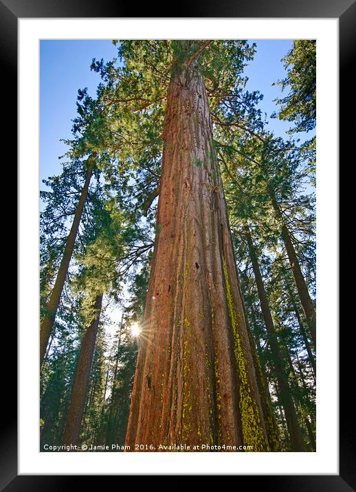 Giant Sequoia Trees of Tuolumne Grove in Yosemite. Framed Mounted Print by Jamie Pham