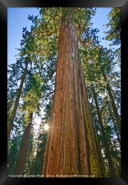 Giant Sequoia Trees of Tuolumne Grove in Yosemite. Framed Print by Jamie Pham