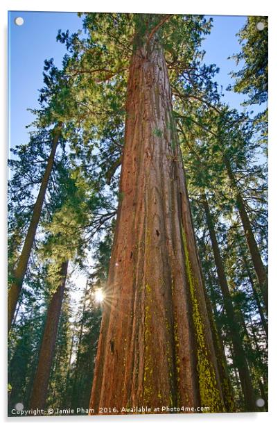 Giant Sequoia Trees of Tuolumne Grove in Yosemite. Acrylic by Jamie Pham