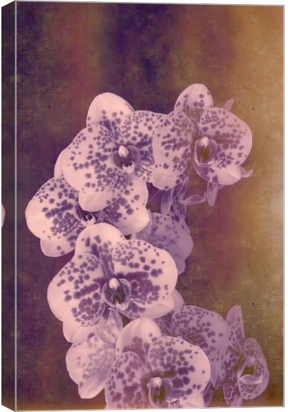 Moth Orchid Hybrid Canvas Print by Chris Harris