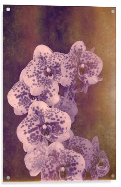 Moth Orchid Hybrid Acrylic by Chris Harris