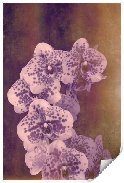 Moth Orchid Hybrid Print by Chris Harris