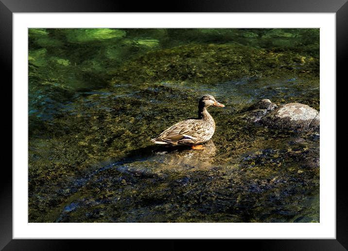 Female Mallard in the Shallows Framed Mounted Print by Belinda Greb