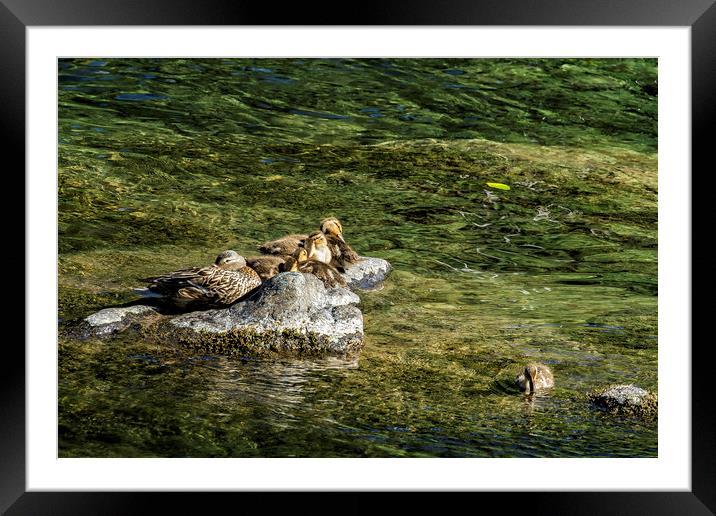 We're Supposed To Be Napping Framed Mounted Print by Belinda Greb