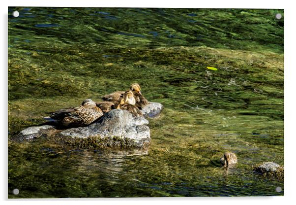 We're Supposed To Be Napping Acrylic by Belinda Greb