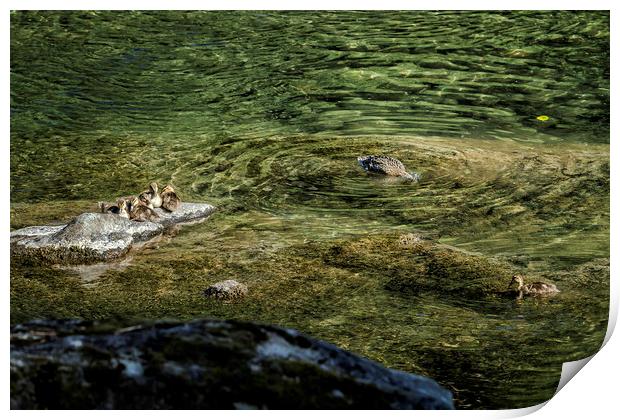 Now that I'm Up Might as Well Fish Print by Belinda Greb