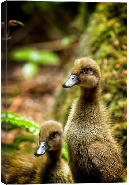 Indian Runner Ducklings No. 1 Canvas Print by Belinda Greb