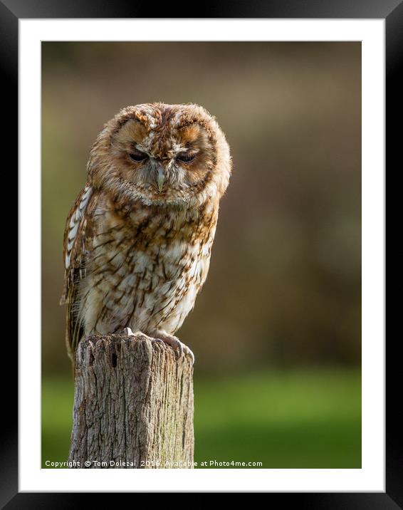 Tawny Owl Framed Mounted Print by Tom Dolezal