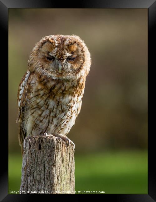 Tawny Owl Framed Print by Tom Dolezal