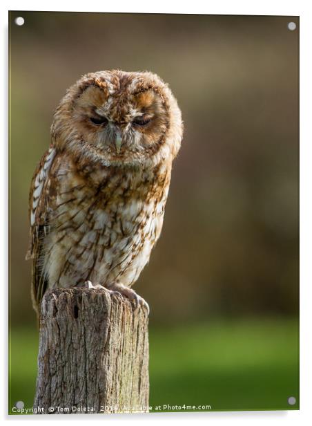 Tawny Owl Acrylic by Tom Dolezal