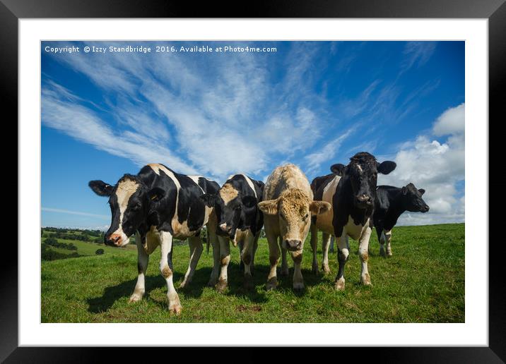 Curious Country Cows Framed Mounted Print by Izzy Standbridge