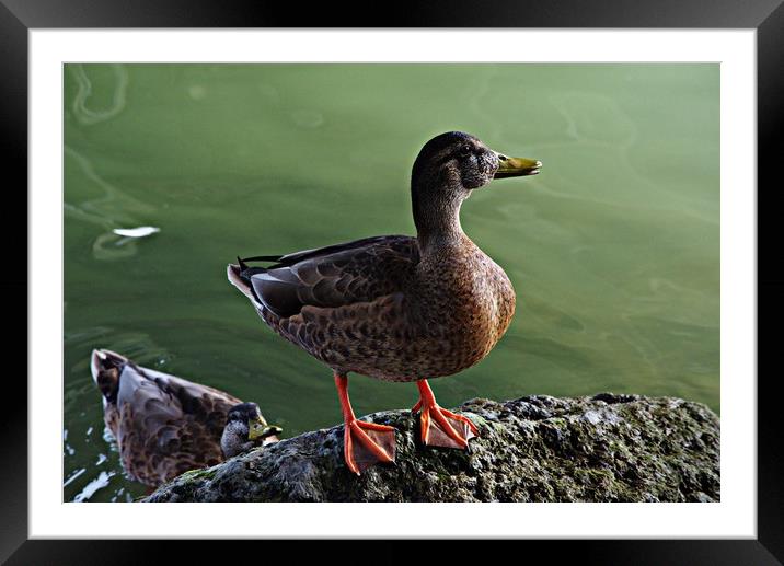 A duck by the river Framed Mounted Print by Jose Manuel Espigares Garc